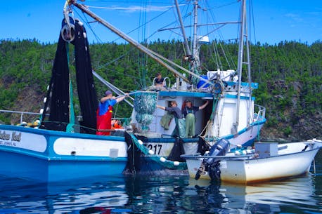 Multi-million dollar capelin fishery is a bust for eastern Newfoundland
