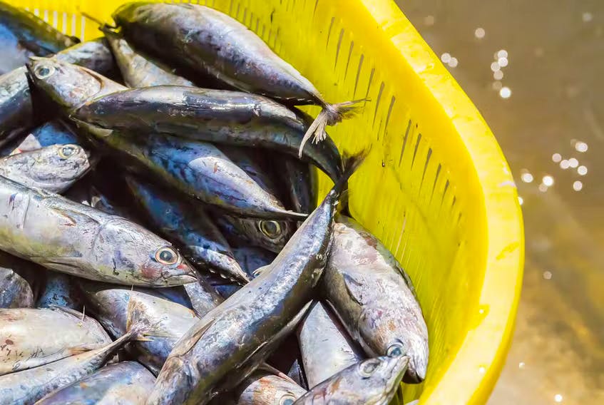 The FFAW-Union is calling on the Department of Fisheries and Oceans to use science to find out if the ongoing moratorium on mackerel fishing is necessary. File.