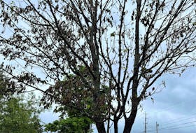 Bare Ash tree at Kiwanis Park after losing leaves due to ash rust. Contributed