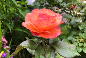 Many varieties of roses provide a lovely summer fragrance. Contributed
