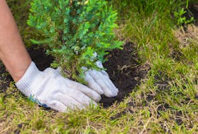 ACAP Cape Breton is inviting residents to the Southend Public Garden at 28 Hillview Street, for a tree planting exercise on July 9. Stock Image