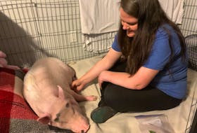 Kevin Bacon enjoys a scratch from owner Carrie Rhindress-Frenette. After Kevin, training to be a therapy pig, was left paralyzed, the community has rallied to raise money to help with medical bills and a new wheelchair and lift to support him. Darrell Cole 