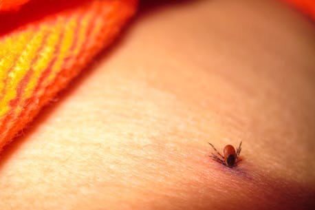 DONNA LUGAR: Don’t fixate on bull’s-eye rash as sign of Lyme disease