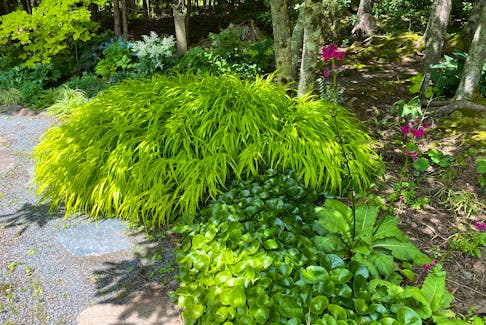 Get Growing - July 9, 2022 -  Japanese forest grass is a spectacular low-growing perennial with green or gold foliage. In the foreground, the glossy leaves of European ginger make a stunning ground cover.