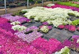 The sweet fragrance coming from the masses of allysum at the nursery should have been enough to locate the place more easily. Contributed photo