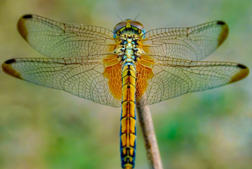 Dragonflies are among the glimmering gems of the bug world, but despite their strengths, dragonflies cannot easily cope with the loss of their habitats to our ever-encroaching human developments.  UNSPLASH