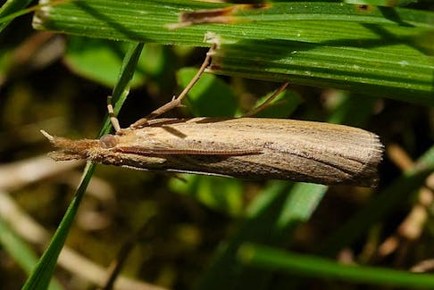 Sod webworm moths will fly out of the grass when you walk or mow through it.