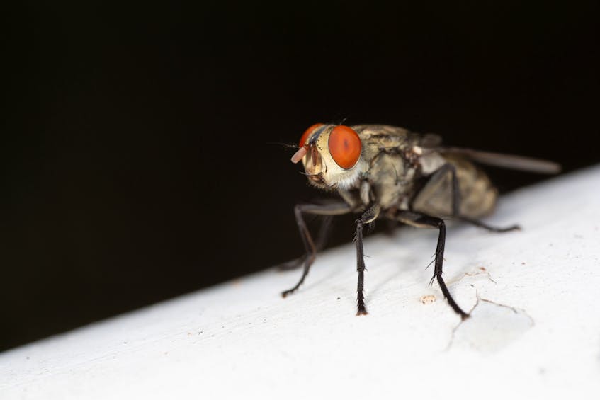 Fruit Flies and Their Importance in Genetics Research - The Atlantic