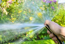Helen Chesnut looks at ways to mitigate the effects of heat and drought in the garden. 