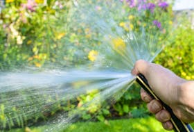 Helen Chesnut looks at ways to mitigate the effects of heat and drought in the garden. 