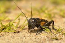 The number of chirps a cricket makes gives you an estimate of the air temperature. -123 RF