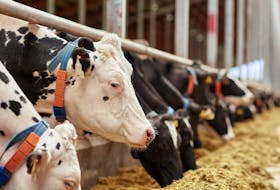 Some U.S. estimates suggest that the dairy industry is producing 60 per cent more milk with 30 per cent fewer cows, compared to 50 years ago, writes Sylvain Charlebois.