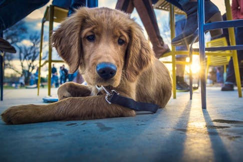 Well-behaved pups on a lead can now join their owners on the outdoor patios of 27 downtown Charlottetown restaurants as part of the new Paw on Patios program. Unsplash stock photo.