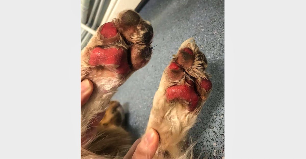 what to do if dogs paw is bleeding