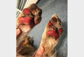 A dog’s paw pads can suffer greatly when walking on hot pavement, sand or concrete. FACEBOOK/SNIPNCLIPDOGGROOMERS
