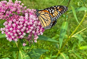 A monarch butterfly on swamp milkweed in Meadowville, NS. Photo credit Andrea White