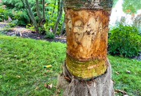Arborist Stan Kochanoff helped with the efforts to save the historic trees at the Halifax Public Gardens after about 30 were deliberately wounded. The trees’ wounds were cleaned up and dressed with coconut matting in order to retain moisture.