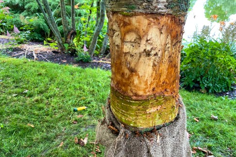 Arborist Stan Kochanoff helped with the efforts to save the historic trees at the Halifax Public Gardens after about 30 were deliberately wounded. The trees’ wounds were cleaned up and dressed with coconut matting in order to retain moisture.