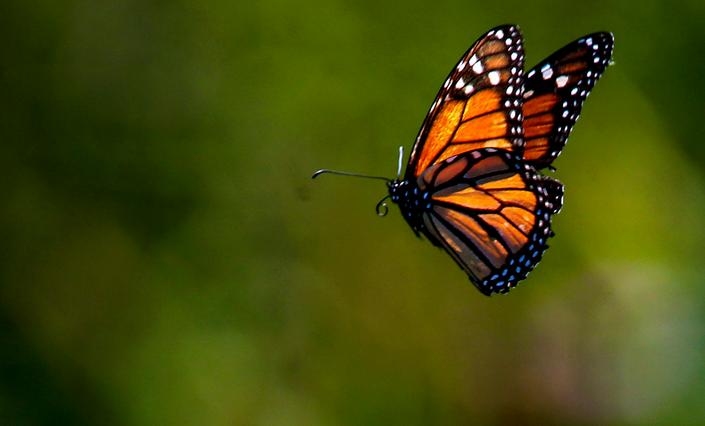 Monarch butterfly numbers drop in Nova Scotia, Nature Conservancy