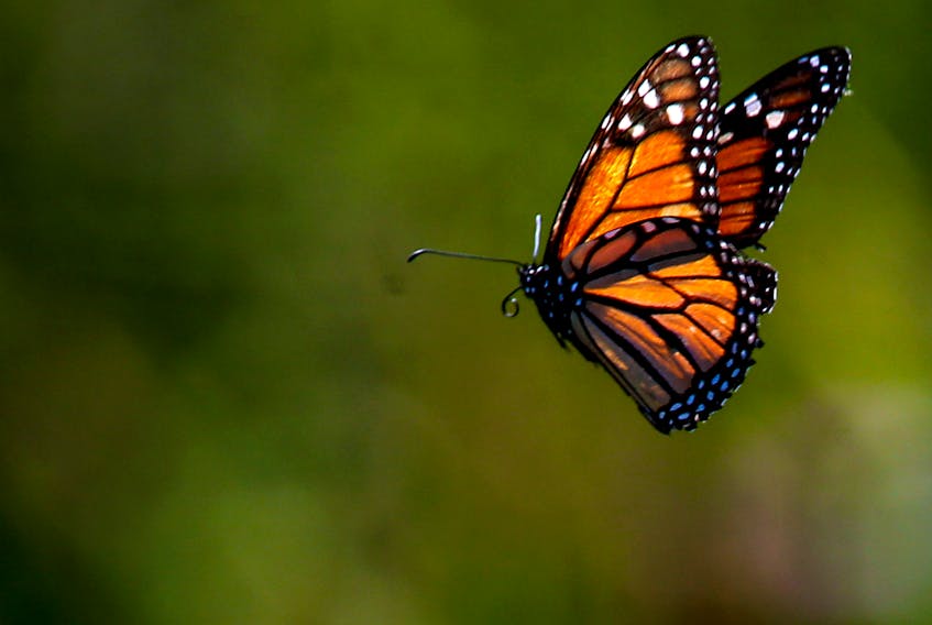 FOR NEWS STANDALONE:
A monarch butterfly is seen in north-end Dartmouth Saturday August 8, 2022.

TIM KROCHAK PHOTO