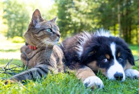 The Cape Breton SPCA Veterinary Hospital is now offering its services to the general public due to a backlog created by the pandemic and a shortage of workers in the industry. Pet owners can now have their dogs and cats vaccinated, spayed or neutered, or treated for fleas and ticks at the Sydney clinic. Stock Photo
