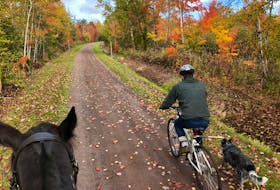 Sylvia Hall Andrews takes Sweet Silvia, a racing standardbred, for a ride alongside husband Wayde Andrews on his bike and their pup Spy near O'Leary in October 2021. - Contributed by Sylvia Hall Andrews.