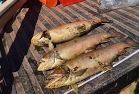 These three brook trout were dead when provincial staff pulled out of the East Branch of the Morell River Aug. 15. Alison Jenkins • The Guardian