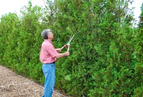 Mark Cullen take some time to prune a cedar hedge. There are many reasons to prune, including to produce more blossoms and fruit, to encourage more growth and to control growth to fit the space. Contributed