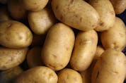The humble potato is a major staple in the diets of Atlantic Canadians, largely because it is easily grown here both commercially and in backyard farms and it stores well during the colder months. Lars Blankers photo/Unsplash