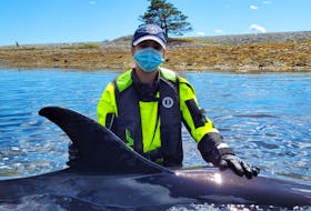 Monika Neufeld, a responder with Nova Scotia’s Marine Animal Response Society (MARS), holds one of five Atlantic white-sided dolphins rescued from McNutts Island near the entrance to Shelburne Harbour  on Aug. 14 after the animals became stranded. Contributed