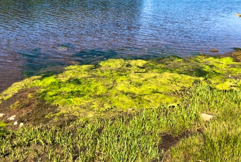 The provincial Chief Public Health Office is warning people of the presence of blue-green algae in MacLures Pond in Murray River. Department of Environment, Energy and Climate Action Screenshot