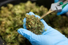 A worker trims cannabis buds at a facility in Alberta.