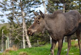 The Nature Conservancy of Canada has purchased 296 hectares of intact forest, freshwater wetlands, the shorelines of three lakes and Armstrong’s Island — an area that is home to the endangered mainland moose. Contributed