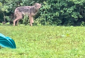 In this image taken from video, a coyote can be seen Wednesday afternoon next to the playground in the Cantley Village subdivision in Coxheath. CONTRIBUTED