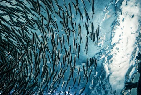 Joyce Murray, minister of the federal Department of Fisheries and Oceans announced a 2,000 tonne reduction in the number of herring fishermen in the southern Gulf of St. Lawrence are allowed to catch. Unsplash stock photo.