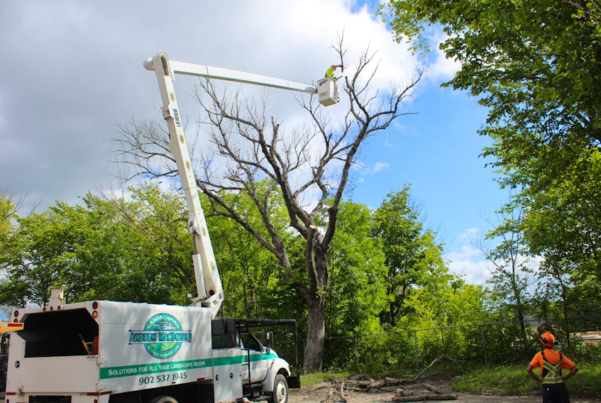 A venerable elm tree that has stood for decades on the property of the Cape Breton Post was taken down Friday by workers with Andrew MacDonald Landscaping. The tree had not only fallen victim to a chain saw but Dutch elm disease. CAPE BRETON POST PHOTO
