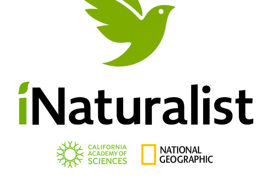 The logo for INaturalist.