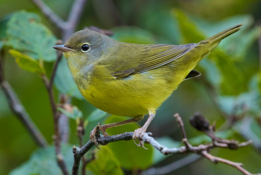 A bright-eyed mourning warbler spends its last few days in Newfoundland before beginning its migration to Central America. Contributed photo