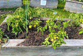 These are tomato and other plants at the community garden boxes in Charlottetown’s Orlebar park, which were destroyed by a vandal in mid August. - Contributed