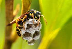 There appears to be a plentiful population of insects, like paper wasps, this summer, writes columnist Wendy Elliott.
Sandy Millar • Unsplash