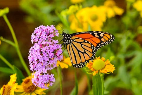 Habitat degradation, insufficient food and water and climate change have led to a decline in the number of North American monarch butterflies, which is now on the IUCN’s Red List.