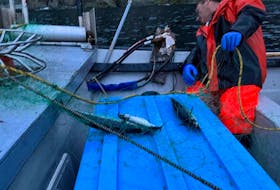 What FFAW-Unifor has described as unprecedented levels of mackerel has the union calling into question the DFO’s decision to close the mackerel fishery. Harvesters are frustrated amid sightings of schools of mackerel and the fish appearing in nets laid for cod.