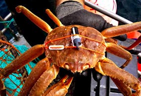 Snow crab in the Cabot Strait near Cape Breton were tagged with electronic transmitters. Photo courtesy Ocean Tracking Network.