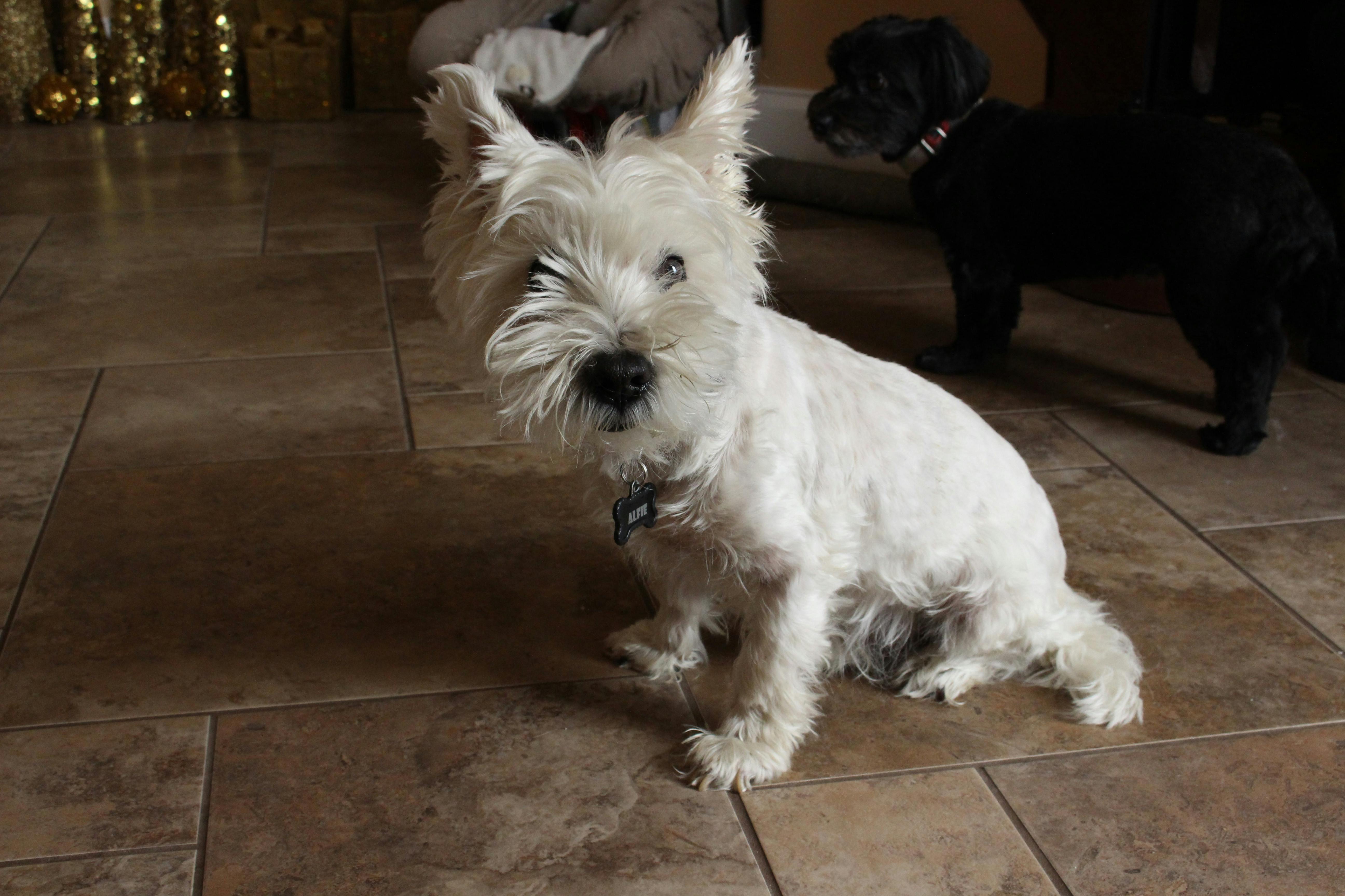 Westie deals scratching constantly