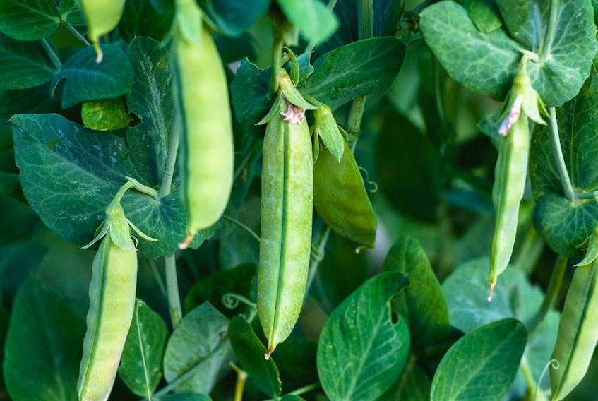 Snap pea pods are usually at their best at 10 cm or less in length. 