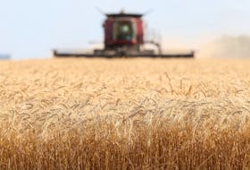 Wheat is harvested on a farm near Beausejour, Man. REUTERS/Shannon VanRaes/File Photo
