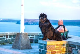 Chief the Newfoundland dog, shown here with his owner Ed Jackman in August 2020, was adored by visitors and locals alike on his visits to Signal Hill in St. John’s. (Photo courtesy of JJ Designs)