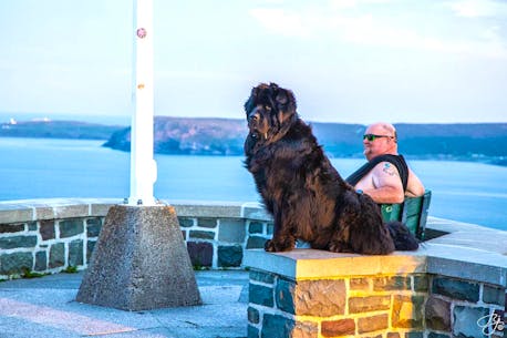 ‘To us he was just Chief’: Beloved Newfoundland dog and unofficial mascot of Signal Hill dies of cancer