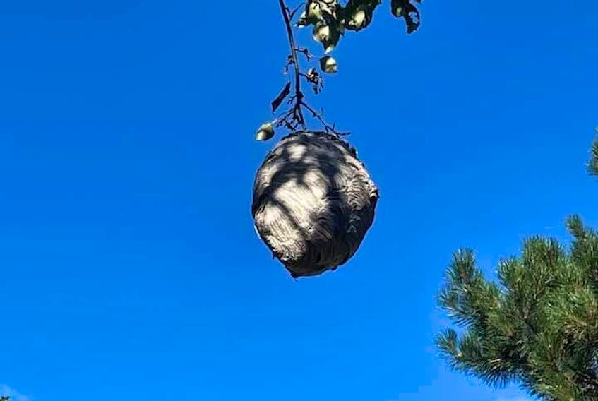 Karen MacLean found this hornet’s nest high in a tree, which according to folklore signals a snowy winter. - Contributed