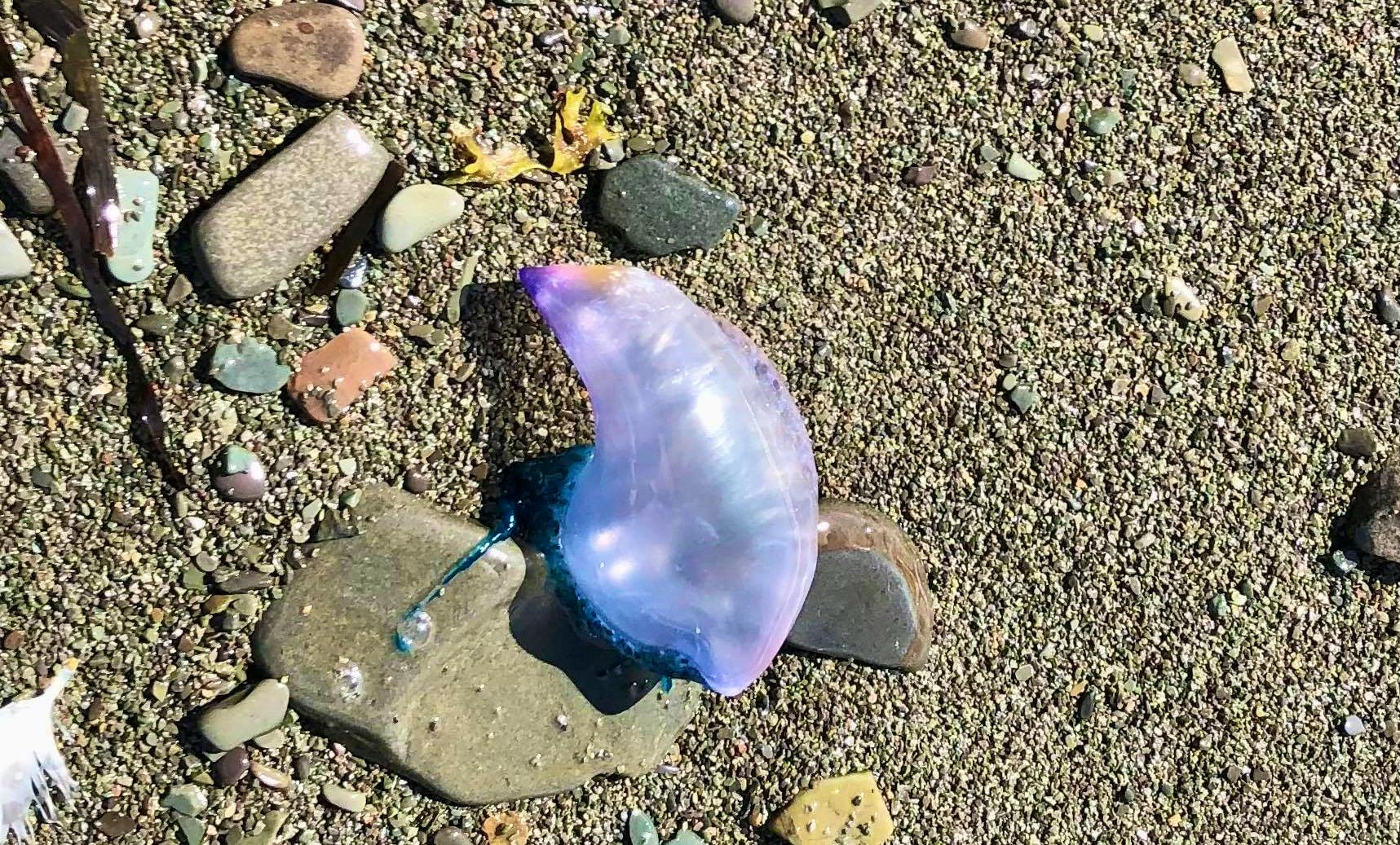 They're all over the beach': Dozens of venomous Portuguese man o' war  washing up on Newfoundland shorelines